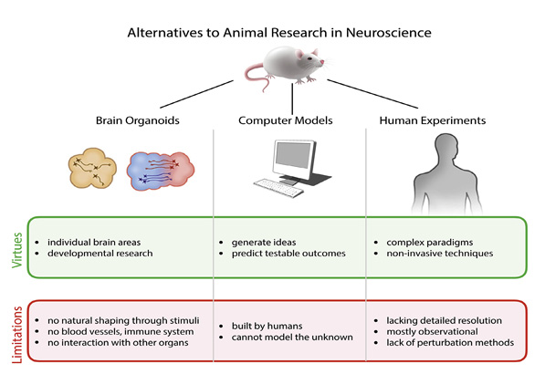 The continued need for animals to advance brain research